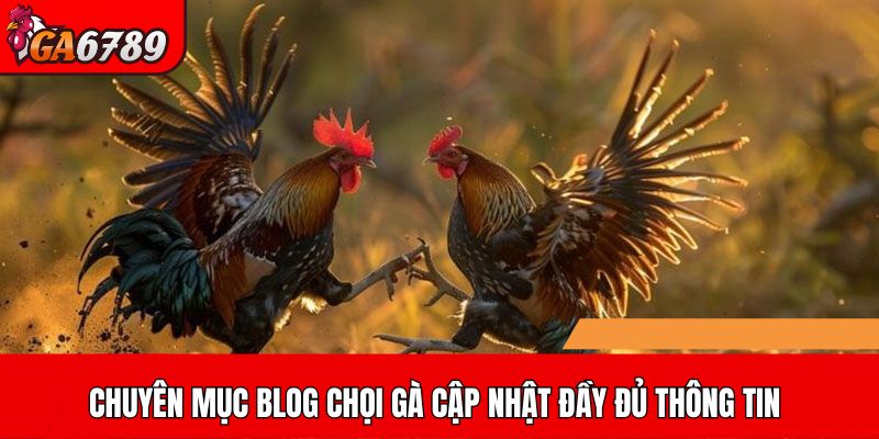 Chuyên mục Blog chọi gà cập nhật đầy đủ thông tin