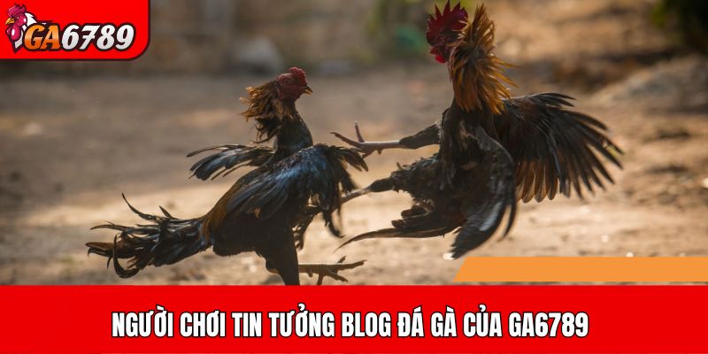 Người chơi tin tưởng Blog đá gà của GA6789