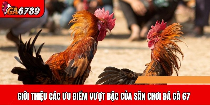 Giới thiệu các ưu điểm vượt bậc của sân chơi đá gà 67