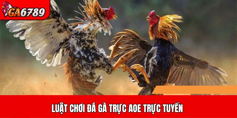 Luật chơi đá gà trực AOE trực tuyến