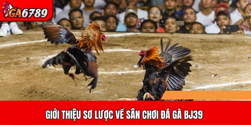 Giới thiệu sơ lược về sân chơi đá gà BJ39