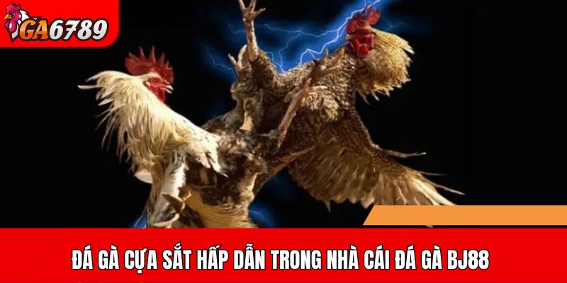 Đá gà cựa sắt hấp dẫn trong nhà cái đá gà BJ88