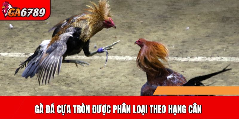 Gà đá cựa tròn được phân loại theo hạng cân