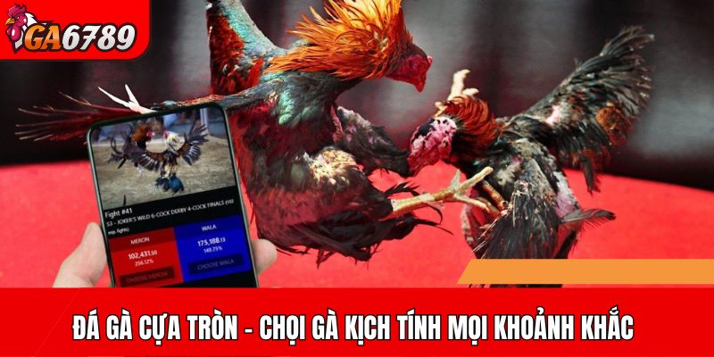 Đá gà cựa tròn