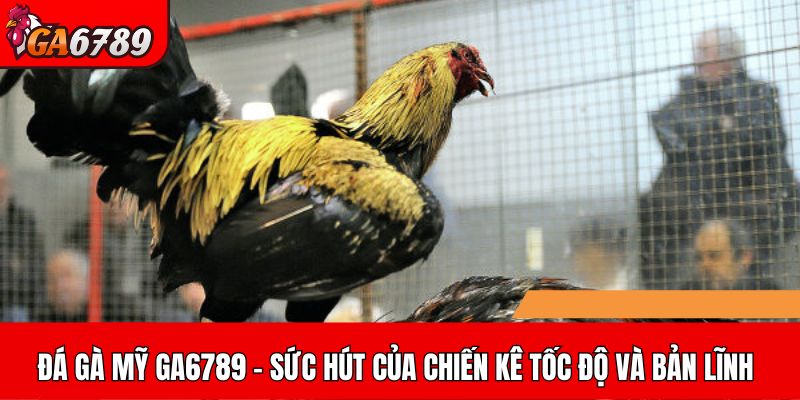 Đá gà Mỹ
