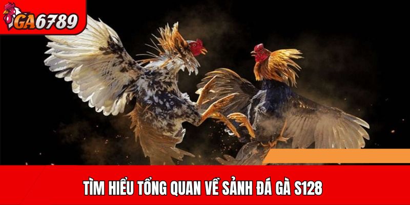 Tìm hiểu tổng quan về sảnh đá gà S128