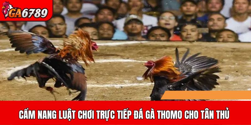 Cẩm nang luật chơi trực tiếp đá gà Thomo cho tân thủ