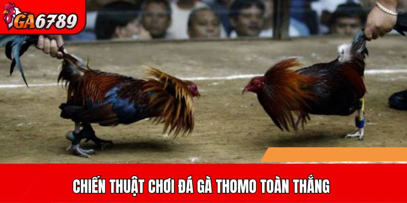 Chiến thuật chơi Đá gà Thomo toàn thắng