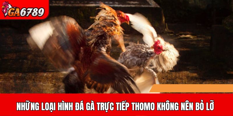 Những loại hình Đá gà trực tiếp Thomo không nên bỏ lỡ