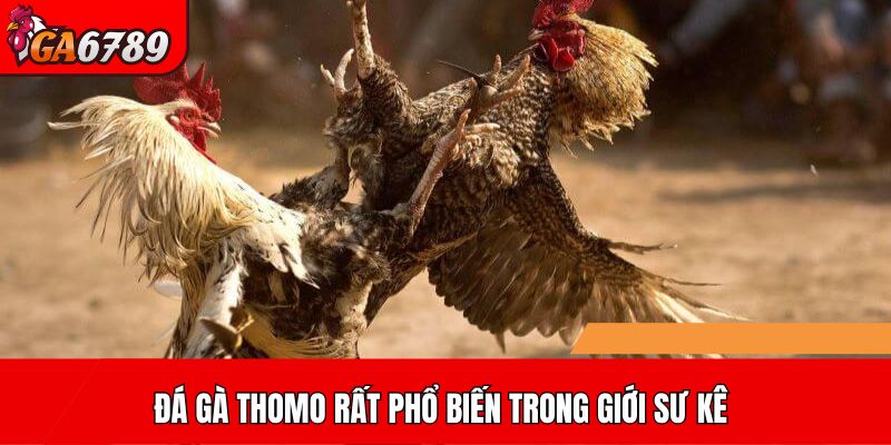 Đá gà Thomo rất phổ biến trong giới sư kê