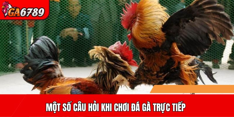 Một số câu hỏi khi chơi đá gà trực tiếp