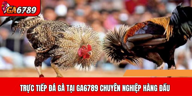 Trực tiếp đá gà tại GA6789 chuyên nghiệp hàng đầu