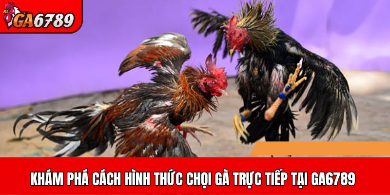 Khám phá cách hình thức chọi gà trực tiếp tại GA6789