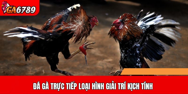 Đá gà trực tiếp loại hình giải trí kịch tính