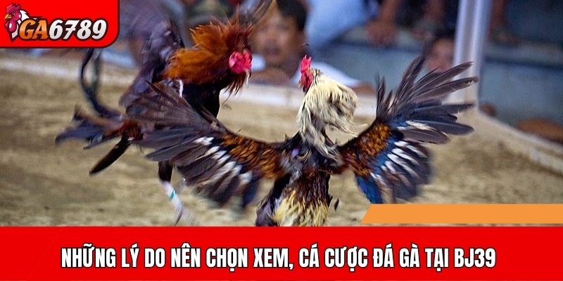 Những lý do nên chọn xem, cá cược đá gà tại BJ39
