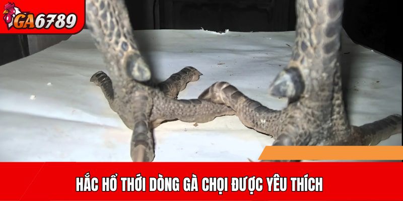 Hắc Hổ Thới dòng gà chọi được yêu thích
