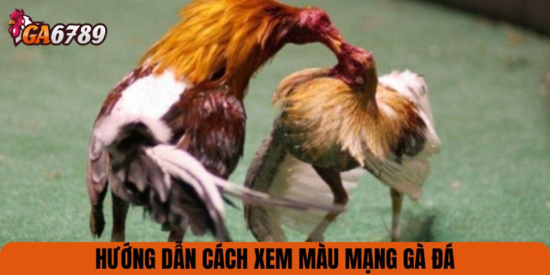 Hướng dẫn cách xem màu mạng gà đá