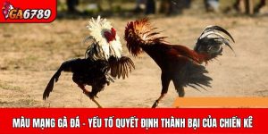 màu mạng gà đá