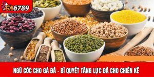 ngũ cốc cho gà đá