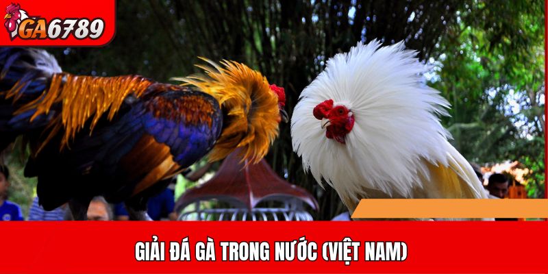 Giải đá gà trong nước (Việt Nam)