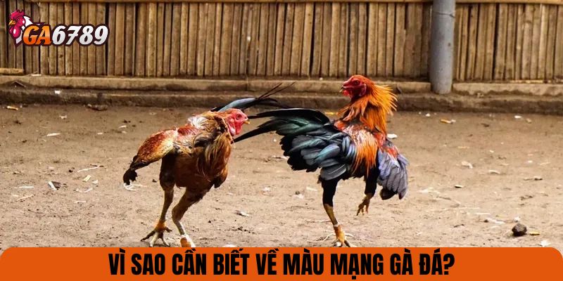 Vì sao cần biết về màu mạng gà đá?